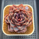 Echeveria 'Odette' Selected-Clone 3"-4" Succulent Plant Cutting