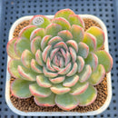Echeveria 'Strawberry Ice' Variegated 3" Succulent Plant Cutting