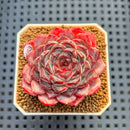 Echeveria 'Sunflower Treasure' 2" Succulent Plant Cutting