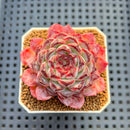Echeveria 'Sunflower Treasure' 2" Succulent Plant Cutting