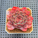 Echeveria 'Sunflower Treasure' 2" Succulent Plant Cutting