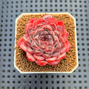Echeveria 'Sunflower Treasure' 2" Succulent Plant Cutting