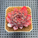 Echeveria 'Sunflower Treasure' 2" Succulent Plant Cutting