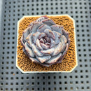 Echeveria 'Ocean Star' 2" Succulent Plant Cutting
