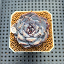 Echeveria 'Ocean Star' 2" Succulent Plant Cutting