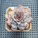 Echeveria 'Ocean Star' 2" Succulent Plant Cutting