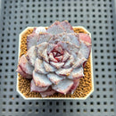Echeveria 'Ocean Star' 2" Succulent Plant Cutting