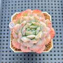 Echeveria 'Bubble Rose' 2" Succulent Plant Cutting