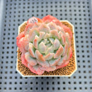 Echeveria 'Bubble Rose' 2" Succulent Plant Cutting