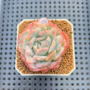 Echeveria 'Bubble Rose' 2" Succulent Plant Cutting