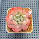 Echeveria 'Bubble Rose' 2" Succulent Plant Cutting