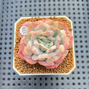 Echeveria 'Bubble Rose' 2" Succulent Plant Cutting