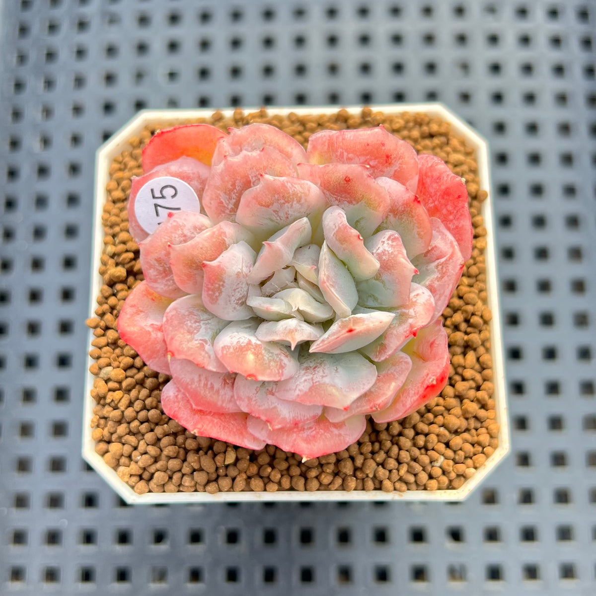 Echeveria 'Bubble Rose' 2" Succulent Plant Cutting