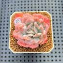 Echeveria 'Bubble Rose' 2" Succulent Plant Cutting