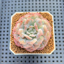 Echeveria 'Bubble Rose' 2" Succulent Plant Cutting