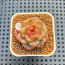Echeveria 'Annie Rain' 1" Succulent Plant Cutting
