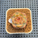 Echeveria 'Annie Rain' 1" Succulent Plant Cutting