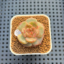 Echeveria 'Annie Rain' 1" Succulent Plant Cutting