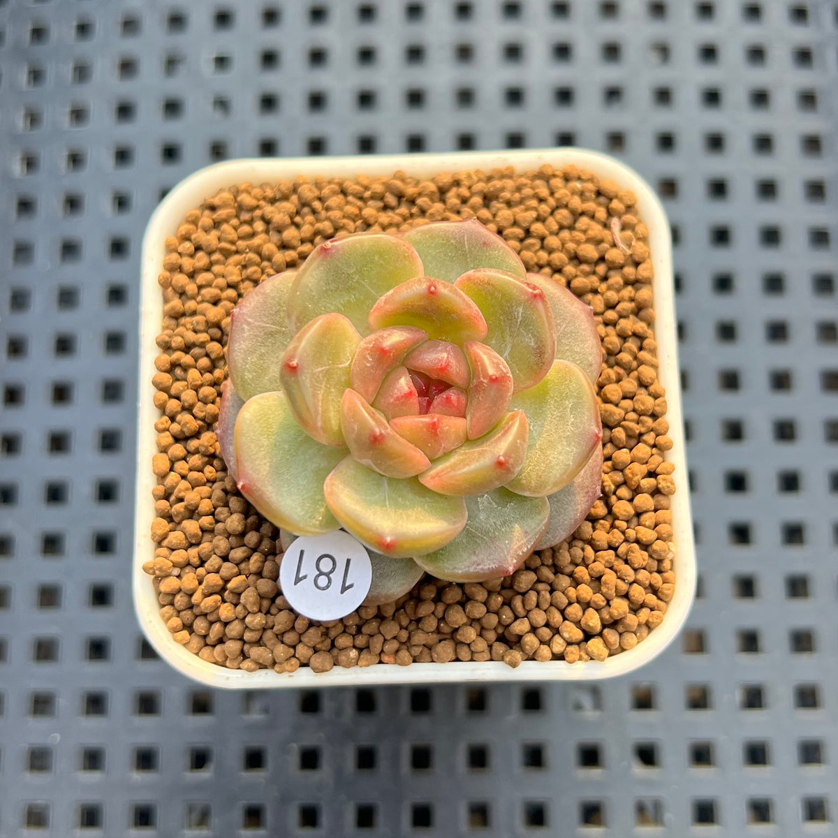 Echeveria 'Annie Rain' 1" Succulent Plant Cutting