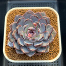 Echeveria 'Arabian Night' 3" Succulent Plant Cutting