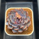 Echeveria 'Arabian Night' 3" Succulent Plant Cutting