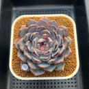 Echeveria 'Arabian Night' 3" Succulent Plant Cutting