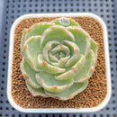 Echeveria 'Green Lake' Variegated 2" Succulent Plant Cutting