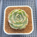 Echeveria 'Green Lake' Variegated 2" Succulent Plant Cutting
