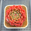 Echeveria 'Diamond Lover' 3" Succulent Plant Cutting