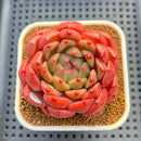Echeveria 'Diamond Lover' 3" Succulent Plant Cutting