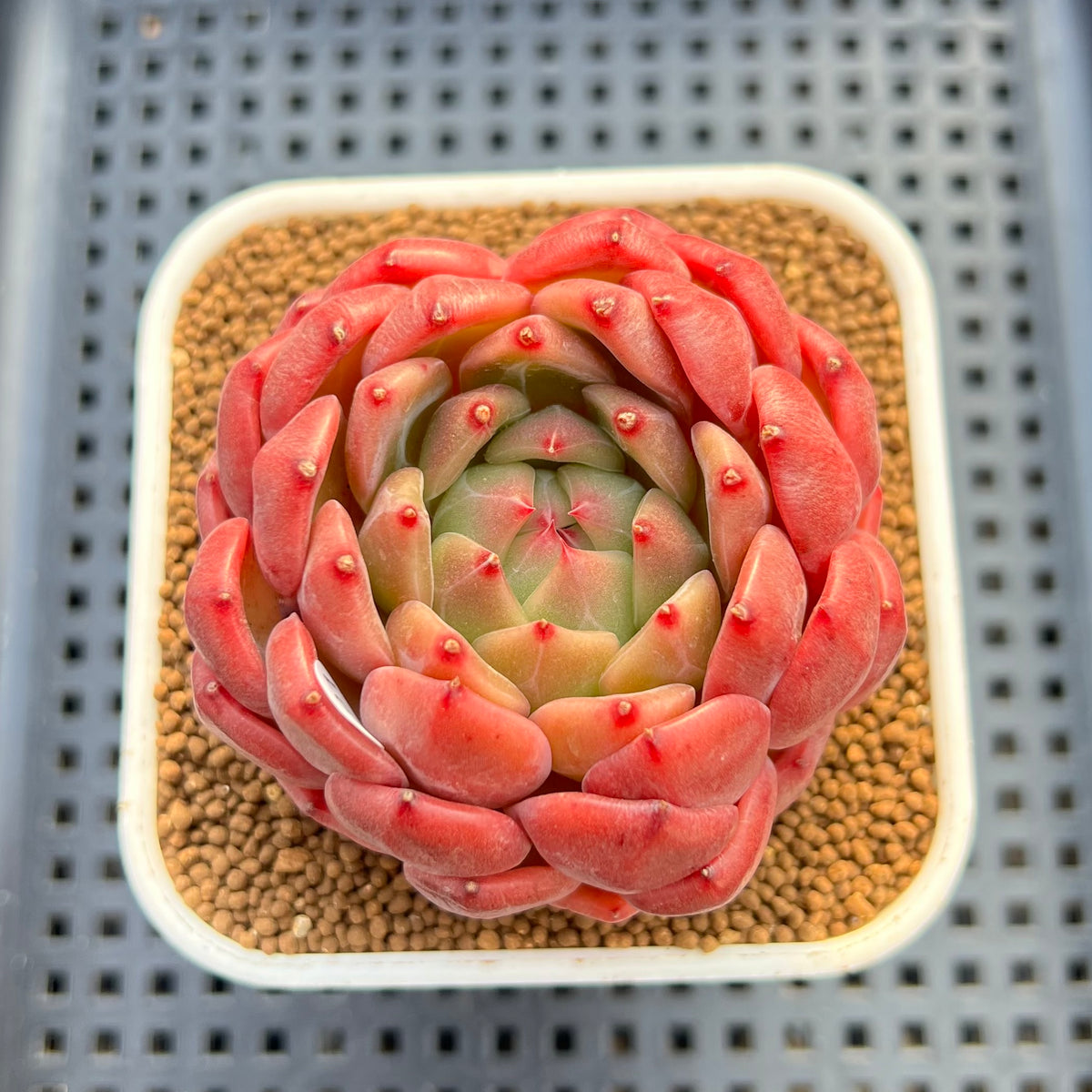 Echeveria 'Diamond Lover' 3" Succulent Plant Cutting