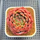 Echeveria 'Diamond Lover' 3" Succulent Plant Cutting