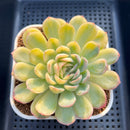 Echeveria 'Strawberry Ice' Variegated 3" Succulent Plant Cutting