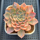 Echeveria 'Jocelyn' Variegated 3" Succulent Plant Cutting