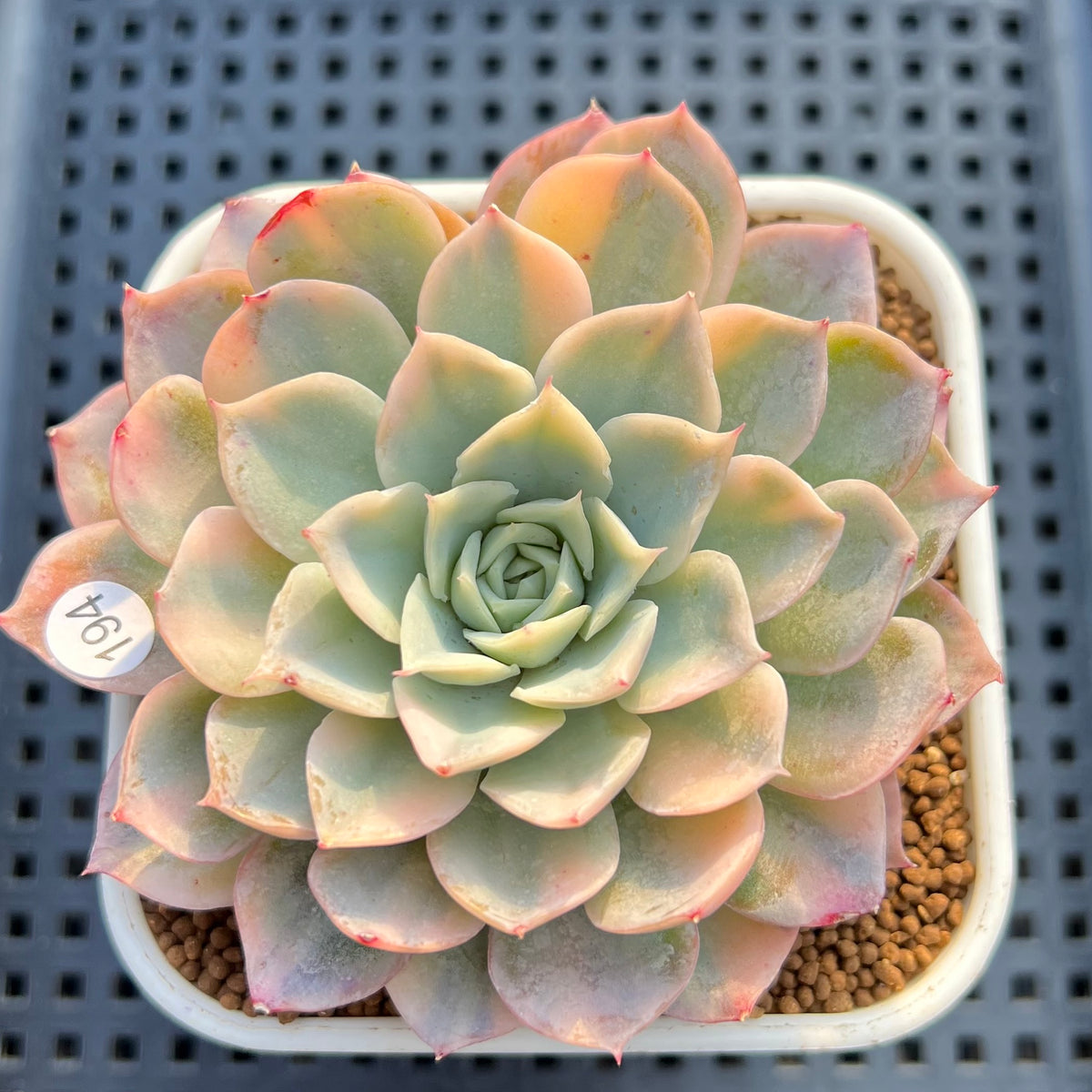 Echeveria 'Jocelyn' Variegated 3" Succulent Plant Cutting