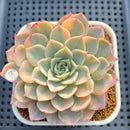 Echeveria 'Jocelyn' Variegated 3" Succulent Plant Cutting