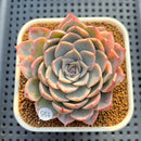 Echeveria 'Jocelyn' Variegated 3" Succulent Plant Cutting