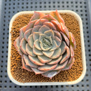 Echeveria 'Jocelyn' Variegated 3" Succulent Plant Cutting