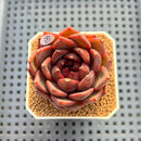 Echeveria 'Black Fox' 2"-3" Succulent Plant Cutting