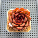 Echeveria 'Black Fox' 2"-3" Succulent Plant Cutting