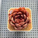 Echeveria 'Black Fox' 2"-3" Succulent Plant Cutting