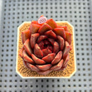 Echeveria 'Black Fox' 2"-3" Succulent Plant Cutting