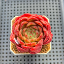 Echeveria 'My Boo' 2"-3" Succulent Plant Cutting