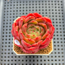 Echeveria 'My Boo' 2"-3" Succulent Plant Cutting