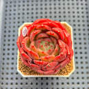 Echeveria 'My Boo' 2"-3" Succulent Plant Cutting