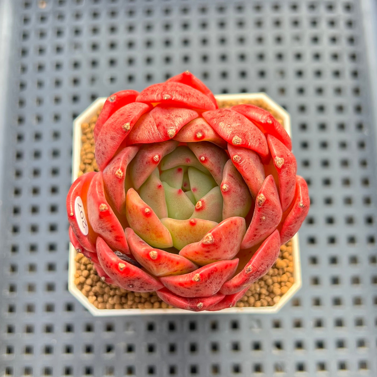 Echeveria 'My Boo' 2"-3" Succulent Plant Cutting