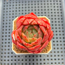 Echeveria 'My Boo' 2"-3" Succulent Plant Cutting