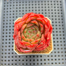 Echeveria 'My Boo' 2"-3" Succulent Plant Cutting