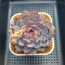 Echeveria 'Arabian Night' 3" Succulent Plant Cutting