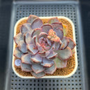 Echeveria 'Arabian Night' 3" Succulent Plant Cutting
